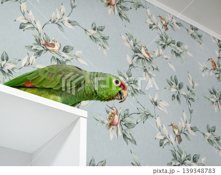 Birds in the apartment, homely cozy atmosphere concept Birds in the apartment, homely cozy atmosphere concept 139348783