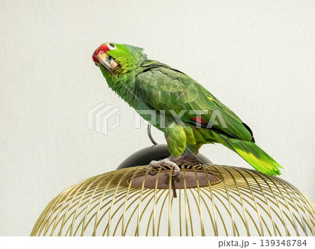Big green Amazon parrot perches atop golden cage 139348784
