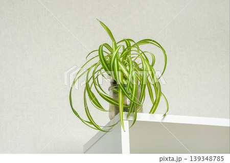 Green plant cascades gracefully over white shelf Green plant cascades gracefully over white shelf 139348785
