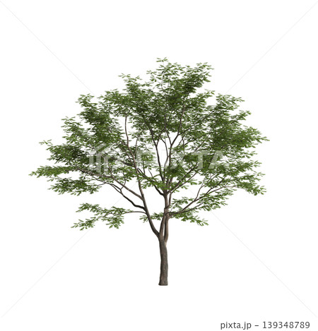 Pterocarya stenoptera tree 3d illustration on transparent background 139348789