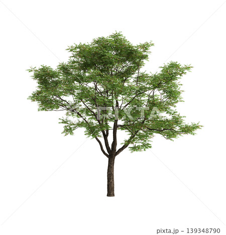Toona sinensis tree 3d illustration on transparent background 139348790