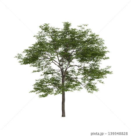 Pterocarya stenoptera tree 3d illustration on transparent background Pterocarya stenoptera tree 3d illustration on transparent background 139348828
