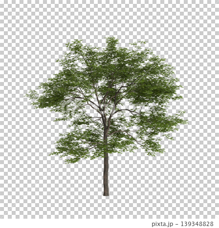 Pterocarya stenoptera tree 3d illustration on transparent background Pterocarya stenoptera tree 3d illustration on transparent background 139348828