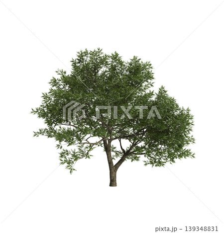 Juglans regia tree 3d illustration on transparent background 139348831