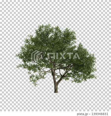 Juglans regia tree 3d illustration on transparent background 139348831