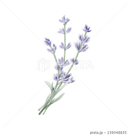 Watercolor lavender bouquet with purple flowers and green sprigs. Hand drawn botanical illustration for wedding invitations, greeting cards, and spa decor. Isolated on white background. 139348835