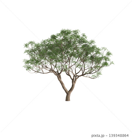 Melia azedarach tree 3d illustration on transparent background 139348864