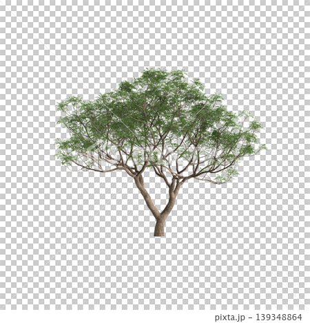 Melia azedarach tree 3d illustration on transparent background 139348864