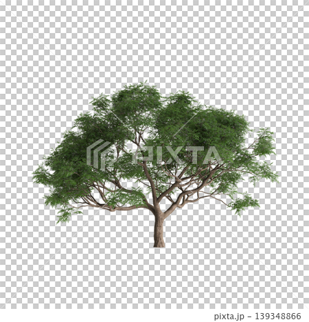 Melia azedarach tree 3d illustration on transparent background Melia azedarach tree 3d illustration on transparent background 139348866