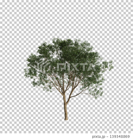 Lindera megaphylla tree 3d illustration on transparent background 139348869