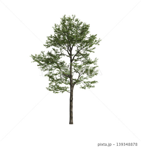 Populus przewalskii tree 3d illustration on transparent background 139348878