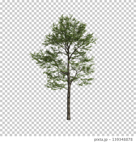 Populus przewalskii tree 3d illustration on transparent background 139348878