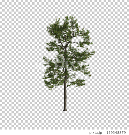 Populus przewalskii tree 3d illustration on transparent background 139348879