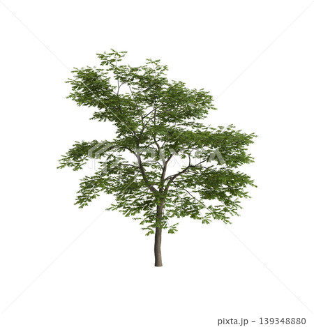 Pterocarya stenoptera tree 3d illustration on transparent background Pterocarya stenoptera tree 3d illustration on transparent background 139348880