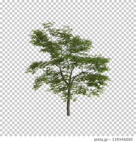 Pterocarya stenoptera tree 3d illustration on transparent background 139348880