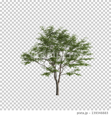 Pterocarya stenoptera tree 3d illustration on transparent background Pterocarya stenoptera tree 3d illustration on transparent background 139348883