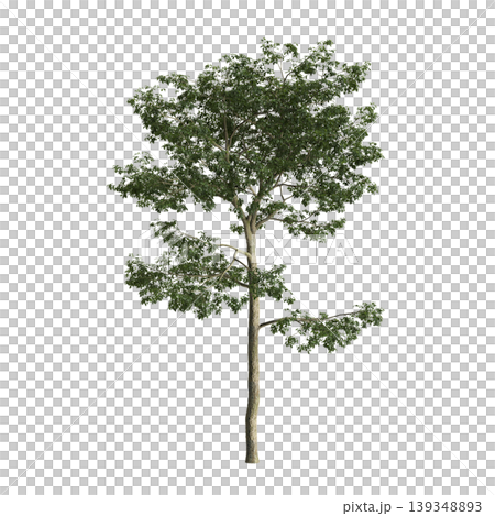 Alns cremastogyne tree 3d illustration on transparent background 139348893