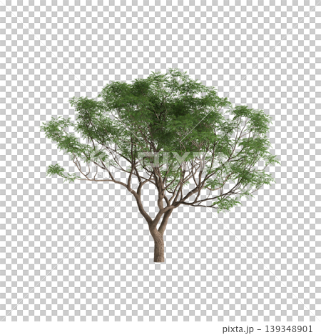 Melia azedarach tree 3d illustration on transparent background 139348901