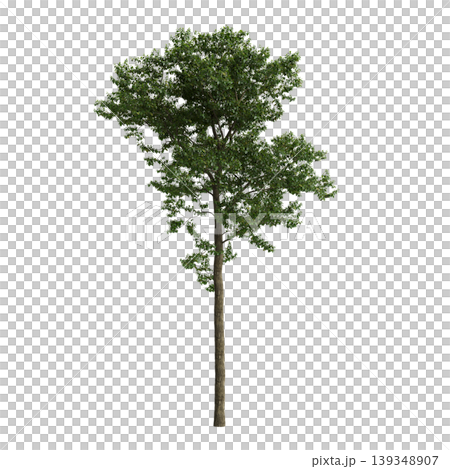 Camptotheca acuminata tree 3d illustration on transparent background Camptotheca acuminata tree 3d illustration on transparent background 139348907