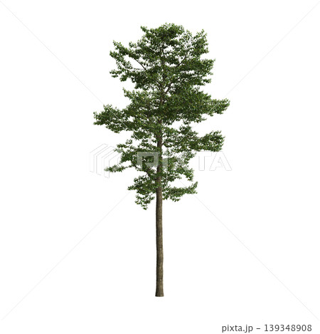 Camptotheca acuminata tree 3d illustration on transparent background Camptotheca acuminata tree 3d illustration on transparent background 139348908