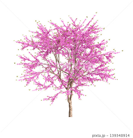 Cercis chinensis tree 3d illustration on transparent background Cercis chinensis tree 3d illustration on transparent background 139348914