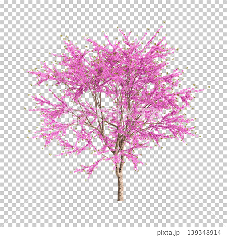 Cercis chinensis tree 3d illustration on transparent background Cercis chinensis tree 3d illustration on transparent background 139348914