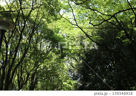 大田区 平和の森公園 大田区 平和の森公園 139348918