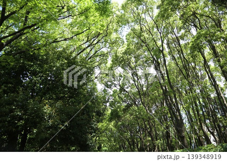 大田区　平和の森公園 139348919