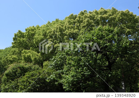 大田区 平和の森公園 大田区 平和の森公園 139348920