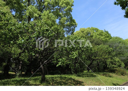 大田区　平和の森公園 139348924
