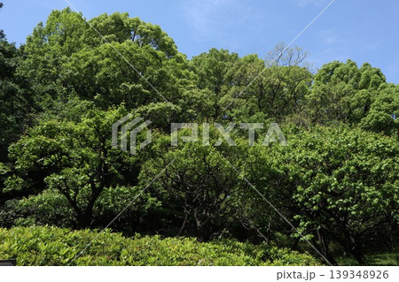 大田区　平和の森公園 139348926