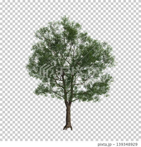 Cyclobalanopsis glauca tree  3d illustration on transparent background 139348929