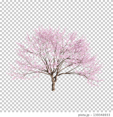 Cerasus tree 3d illustration on transparent background 139348933