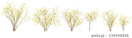 Set Chimonanthus praecox trees 3d illustration on transparent background 139348956
