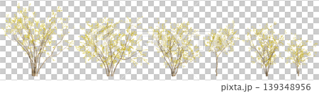 Set Chimonanthus praecox trees 3d illustration on transparent background 139348956