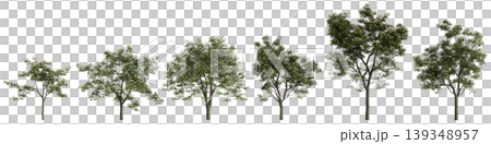 Set Albizia julibrissin trees 3d illustration on transparent background 139348957