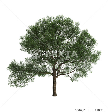 Cyclobalanopsis glauca tree  3d illustration on transparent background 139348958