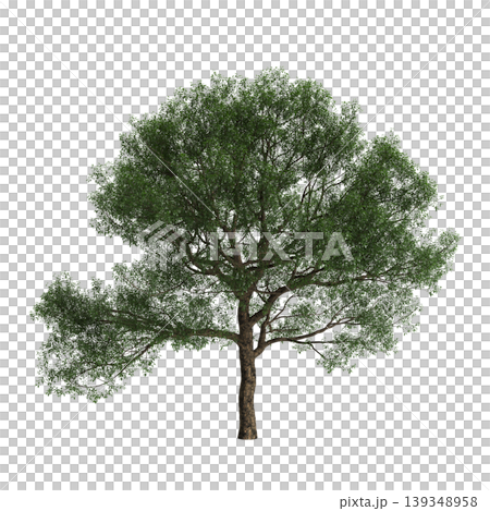 Cyclobalanopsis glauca tree  3d illustration on transparent background 139348958