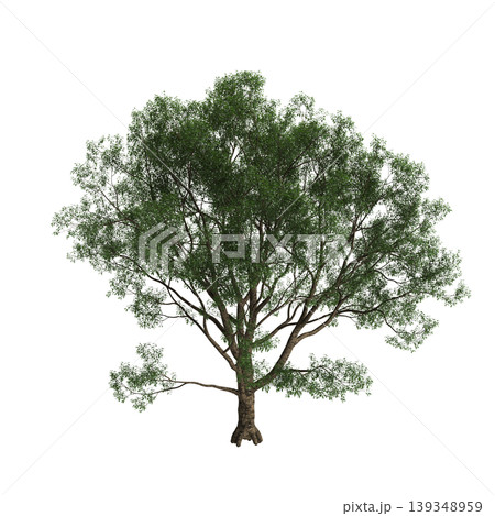 Cyclobalanopsis glauca tree  3d illustration on transparent background 139348959