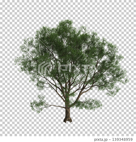Cyclobalanopsis glauca tree  3d illustration on transparent background 139348959