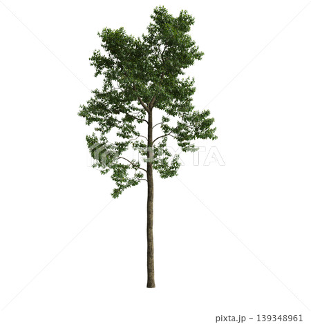 Camptotheca acuminata tree 3d illustration on transparent background Camptotheca acuminata tree 3d illustration on transparent background 139348961