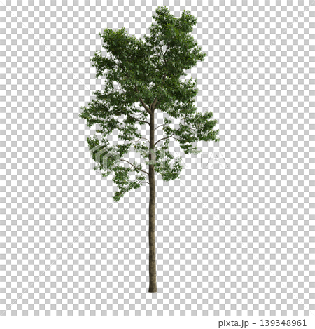 Camptotheca acuminata tree 3d illustration on transparent background Camptotheca acuminata tree 3d illustration on transparent background 139348961