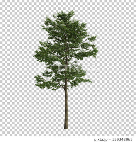 Camptotheca acuminata tree 3d illustration on transparent background Camptotheca acuminata tree 3d illustration on transparent background 139348963
