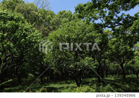 大田区　平和の森公園 139348966