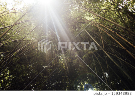 Sunlight filtering through dense bamboo canopy, creating a natural light effect with rays shining down in a serene forest environment Sunlight filtering through dense bamboo canopy, creating a natural light effect with rays shining down in a serene forest environment 139348988