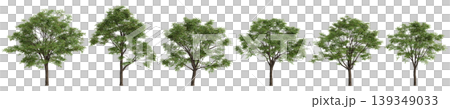 Set Toona sinensis trees 3d illustration on transparent background Set Toona sinensis trees 3d illustration on transparent background 139349033