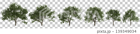Set Juglans regia trees 3d illustration on transparent background Set Juglans regia trees 3d illustration on transparent background 139349034