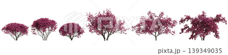 Set Loropetalum chinense trees 3d illustration on transparent background Set Loropetalum chinense trees 3d illustration on transparent background 139349035