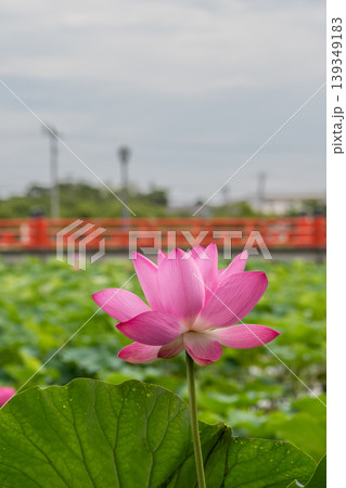満開のハスの花と赤い欄干の橋 満開のハスの花と赤い欄干の橋 139349183