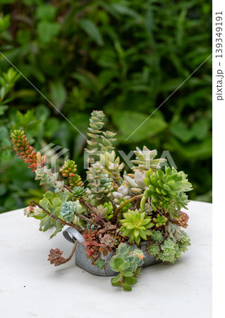 白いテーブルの上の多肉植物の寄せ植え 白いテーブルの上の多肉植物の寄せ植え 139349191